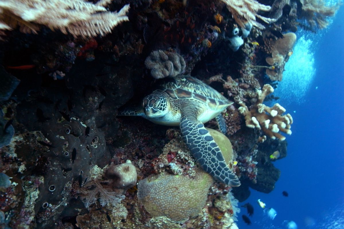 Bunaken National Marine Park, Indonesia